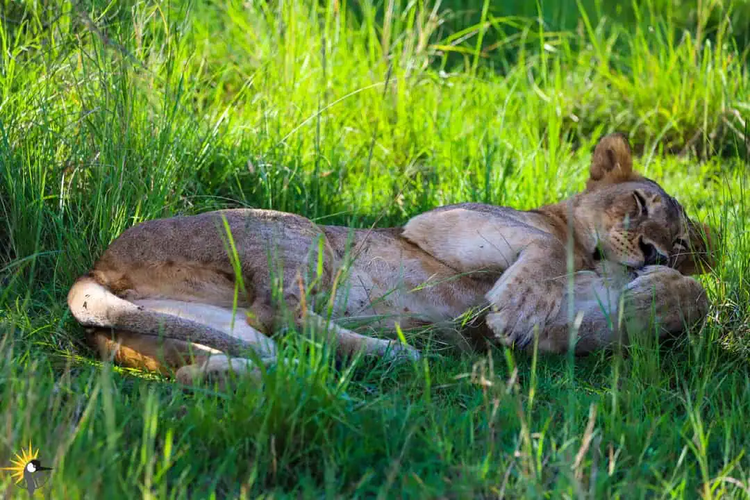 lazing lioness